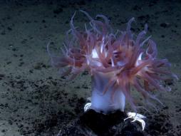<p>Fig. 15. This anemone resembles a coral polyp and has the same defensive stinging cells called nematocysts.</p>