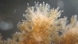 <p>Fig. 13. This coral polyp found in Hawaii has hidden stinging cells used for defense and food capture.</p>