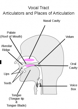 <p>Fig. 6.&nbsp;Anatomy of sound production in humans.</p>